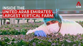 Inside the United Arab Emirates’ largest vertical farm