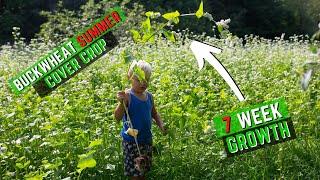 Buckwheat Food Plots for Deer Hunting