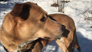 Bella Vegan Dog Eats A Rabbit!