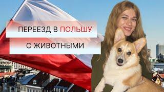 КАК ПЕРЕЕХАТЬ В ПОЛЬШУ С Животными. ДОКУМЕНТЫ. ЛИЧНЫЙ ОПЫТ. ПЕРЕЕЗД В ПОЛЬШУ