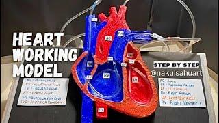 Human Heart working model _ 3d model #science #biology #medical project_NakulSahuArt