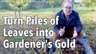 How to Make Leaf Mold: Turn Fallen leaves into gardener's gold