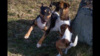 Smooth fox terrier defeats fighting dog