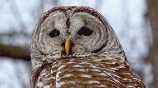 Almost 500,000 Owls to Be Shot in US Government Plan