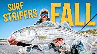 STRIPED BASS Stacked Up In Sand BARS FEEDING FRENZY - Fall Run Surf Fishing Long Island