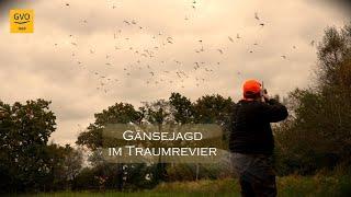 Gänsejagd im Traumrevier Aurich