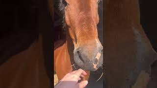 THOSE SWEET SEREN SOUNDS  #horse #equestrian #cute #equine #Equestrian