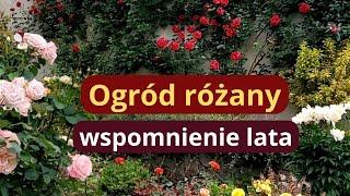 Spacer w różanym ogrodzie, jak mieć zdrowe róże bez wysiłku