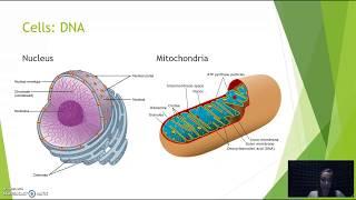 Maternal & Paternal Lineage: DNA