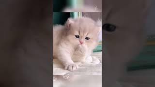 #cats #cute #katz #cat #katzen #crazykitty #viral #pets #cutecat #trendingshorts #shortsvideo #short