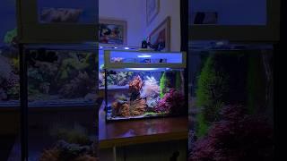 Reef Tank (BUBBLE TIP NEWS!) #reeftank #nanoreef