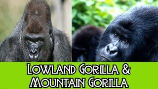 Lowland Gorilla & Mountain Gorilla - The Differences