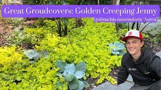 Great Groundcover: Creeping Jenny Golden - Lysimachia nummularia 'Aurea'