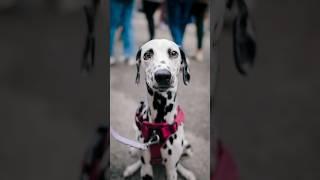 Adorable Dalmatian Portraits | Dog Street Portraits w/ Sony A7Cii and 24mm 1.4 GM #dogphotography