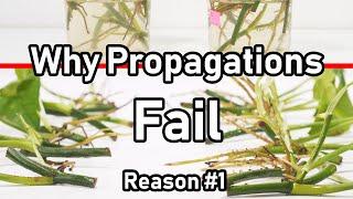 Why Your Propagation FAILS ( Reason #1 LIGHT )