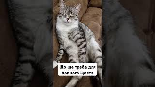 ЯК Ж БЕЗ ЦИХ ВКУСНЯШОК #shorts #cat #розваги