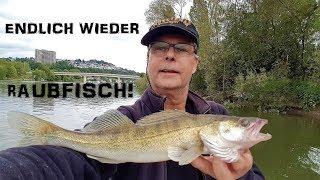 Endlich wieder Raubfisch