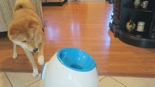 HELP! Dog SCARED of iFetch Toy! [Part 1] | Shiba Inu Tricky Thursday