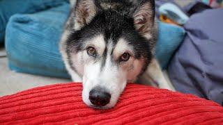 Husky Listens Intently To His Liver Results!