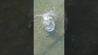 Topwater explosion from a giant fish!! #fishing