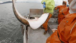 Big Halibut Coming Over the Rails! - Alaska Halibut Longlining | Fishing the Gulf of Alaska