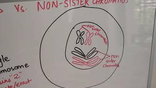 Sister chromatids vs. Non-sister chromatids