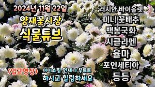 양재꽃시장 식물튜브 24년 11월 22일 입고영상 시청 하시면서 힐링타임 되세요~  #양재꽃시장 #식물튜브 #월동 #관엽 #식물아빠