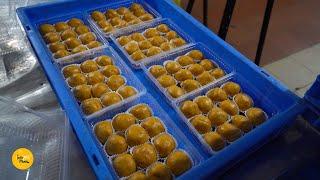 Besan Ladoo Making At Mega Factory Crave Eatables l Gujarat Street Food