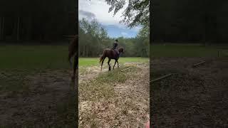 Dressage prep for an eventing show in October!  #ilovemyhorse