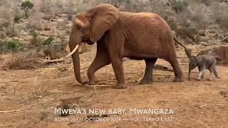 Ex-orphan Mweya's New Baby, Mwangaza | Sheldrick Trust