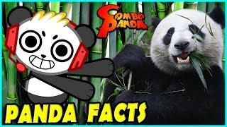 Learn Panda Facts with Combo Panda Educational Video