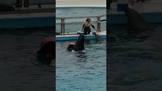 海豚表演沖繩美麗華水族館20250203 #dolphin #okinawa 沖縄美ら海水族館／おきなわちゅらうみすいぞくかん Okinawa churaumi suizokukan