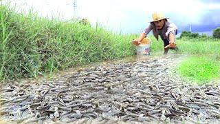 Top 4 Best Hand Fishing Video By Mr tonjay Fishing Unique Catching A Lot Fishes After Water Receded