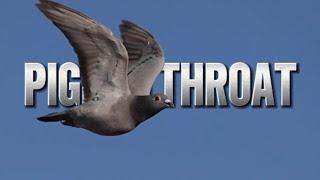 Pigeon throat - Keel / Motor - Facts or Theory