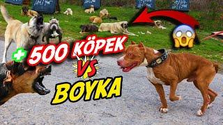 BOYKA İLE 500 KÖPEĞİN ARASINDAN GEÇMEK!?? 