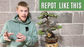 My Entire Larch Bonsai Repotting Routine (10 Years of Experience in One Video)