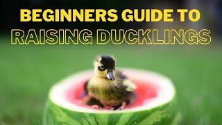 Everything You Need To Start Raising Ducklings