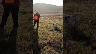 They can hide in cut grass! #pheasanthunting #pheasants #gsp #huntingdog #hunting #hunters #birddog