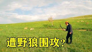 【狼王老郑】大叔走进野狼群遭围攻？狼围成一圈和大叔对峙，不把狼放眼里！