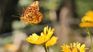 Virtual Walk through Summer Fields of Flowers, Butterflies,... ( only Nature Sounds)