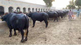 Nili Ravi Buffalo Bulls of Trojan Sires and Semen Production Unit Part 2