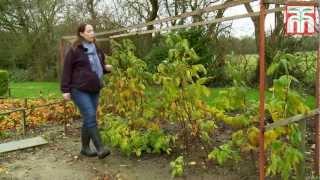 How to grow raspberries with Thompson and Morgan. Part 2: Pruning raspberry canes.