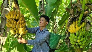 Harvest Banana Goes To Market Sell - Building a New Life | Solo Survival