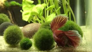 Betta playing in marimo moss balls