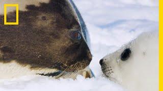 The Harp Seal's Race Against Time - Ep. 5 | Wildlife: The Big Freeze