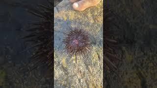 sea urchin # most dangerous