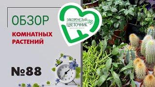 Обзор растений: редкие аглаонемы, новые сорта сансевиерии, радермахера, фикусы, филодендроны. #88