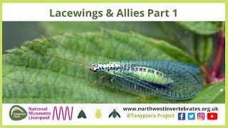 Lacewings & Allies