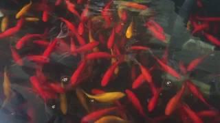 Red Comets and Yellow Goldfish