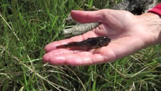 Inanga Spawning Workshop Northland - Whitebait Connection!